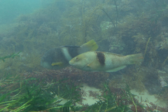 Notolabrus tetricus