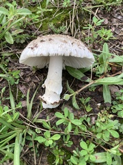 Amanita pubescens