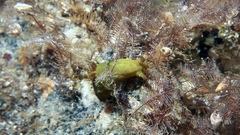 Tambja dracomus