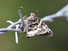 Codatractus bryaxis