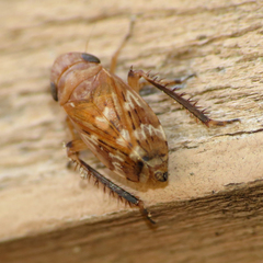 Anoscopus