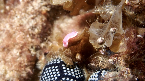 Verconia haliclona