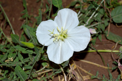 Oenothera acaulis