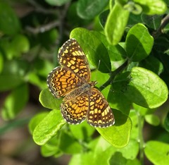 Phyciodes graphica