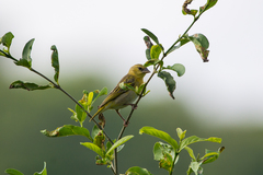 Ploceus cucullatus