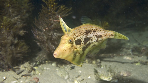 Scobinichthys granulatus