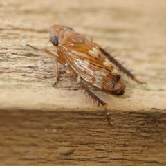 Anoscopus
