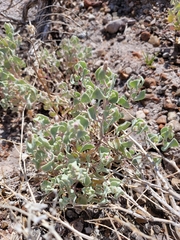 Atriplex saccaria