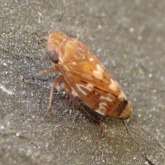 Anoscopus