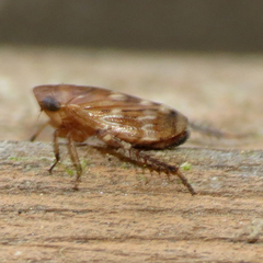 Anoscopus