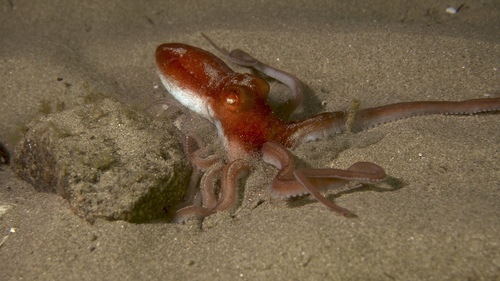Octopus kaurna
