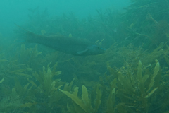 Olisthops cyanomelas