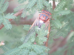 Diceroprocta cinctifera