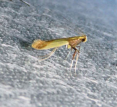 Caloptilia superbifrontella