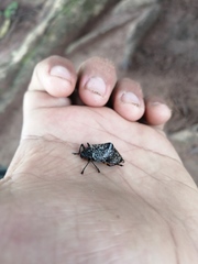 Cypherotylus debauvei