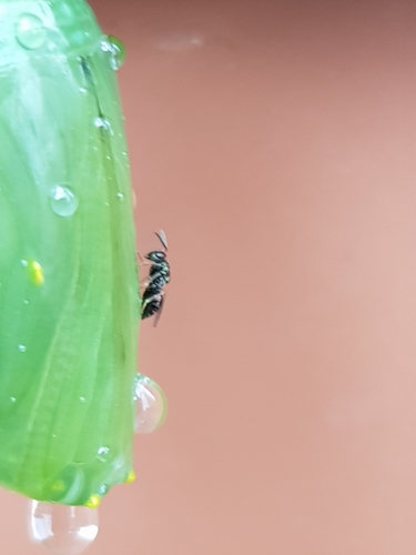 Pteromalidae