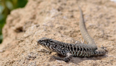 Liolaemus nigroviridis