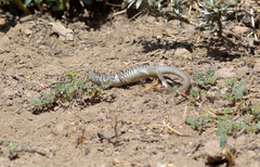 Liolaemus nigroviridis