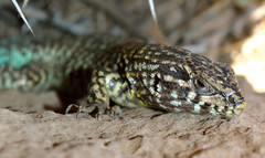 Liolaemus nigroviridis