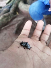Cypherotylus debauvei