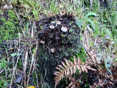 Tympanella galanthina