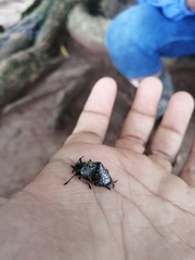 Cypherotylus debauvei