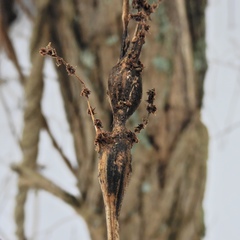 Neolasioptera boehmeriae