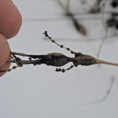 Neolasioptera boehmeriae