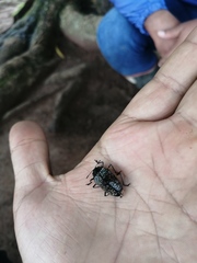 Cypherotylus debauvei