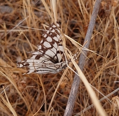 Melanargia ines