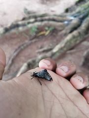 Cypherotylus debauvei