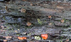 Adelphella babingtonii
