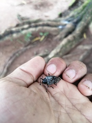 Cypherotylus debauvei