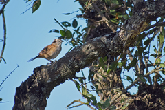 Rhynchospiza strigiceps