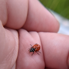 Hippodamia convergens