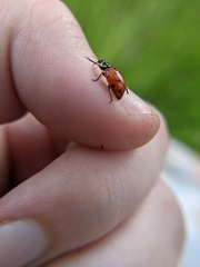 Hippodamia convergens