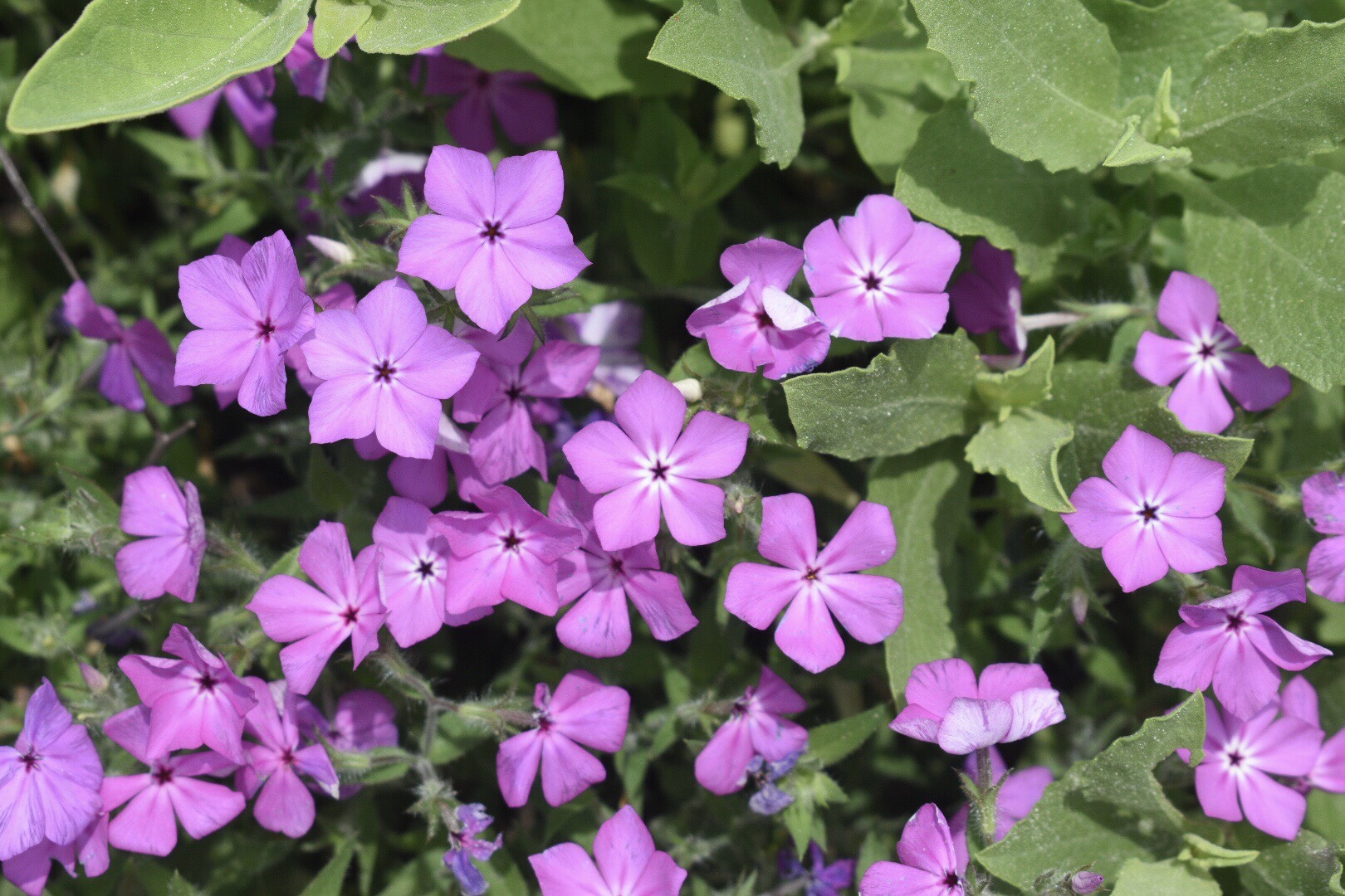 Phlox glabriflora ssp. littoralis