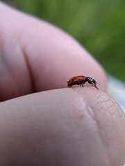 Hippodamia convergens