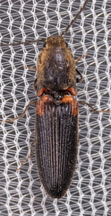 Athous scapularis