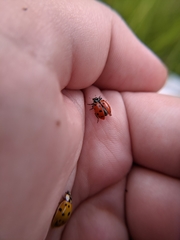 Hippodamia convergens