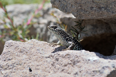 Liolaemus nigroviridis