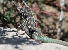 Liolaemus nigroviridis