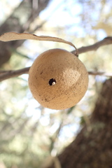 Amphibolips trizonata