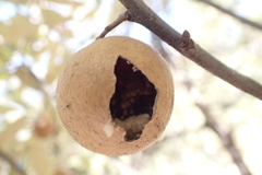 Amphibolips trizonata