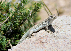 Liolaemus nigroviridis