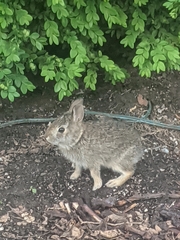Sylvilagus floridanus