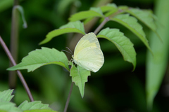 Eurema mandarina