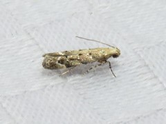 Coleotechnites coniferella