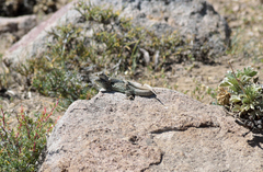 Liolaemus nigroviridis