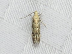 Coleotechnites coniferella